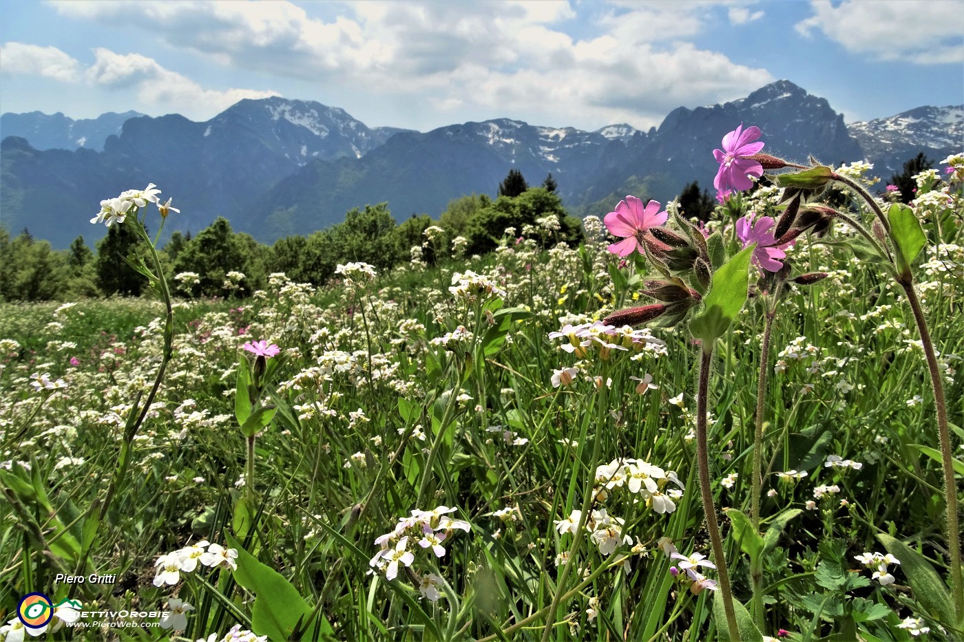 55 Fiori di silene dioica rosa tra tanti fiori bianchi di achillea millefolium nei prati della Pigolotta.JPG